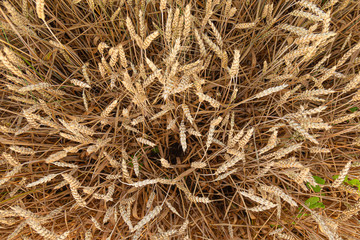 Field. Plant. Wheat. Gold. Top View. Sun