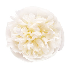 Peony head flower isolated on white background. Floral pattern, object. Flat lay, top view