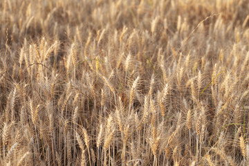 Field. Wheat. Gold. Nature. Plant. Sun