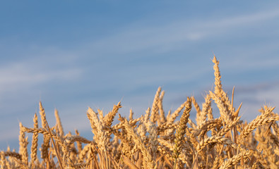 Golden. Crop. Wheat. Flour. Blue. Sky