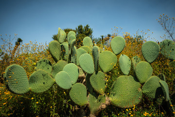 Rounded cactus 02