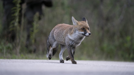 Foto della volpe nel parco della maremma