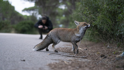 Foto della volpe nel parco della maremma