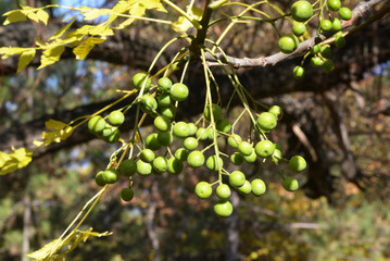 raw fruits of a green plant in the garden