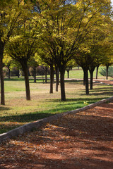 nature landscape and trees on autumn 