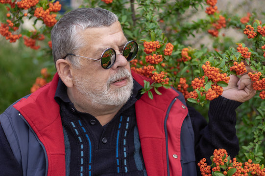Outdoor portrait of senior man wearing round sunglasses against shrub with Pyracantha berries in fall garden
