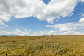 Wheat. Hills. Harvest. Field. Cloud. Sky