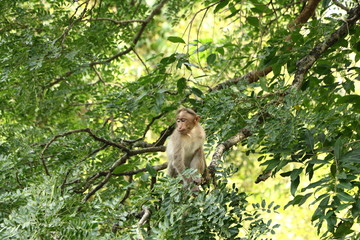 Monkeys in India