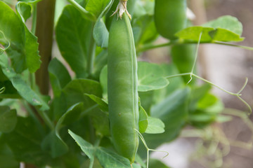 detail of the green pea beans on the organic garden plant