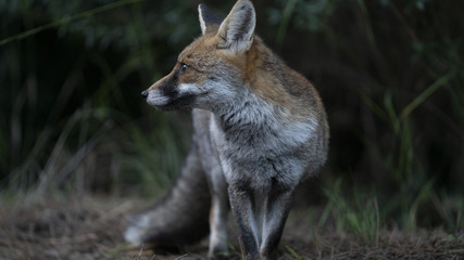 Foto della volpe nel parco della maremma