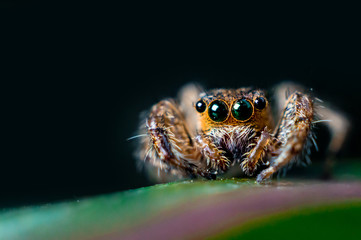 Macro Photography Brown Jumping Spider On leaf