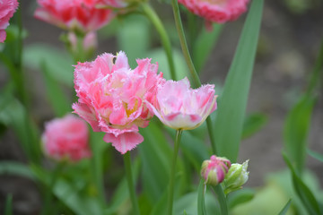 pink tulips on the lawn