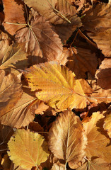 dry leaf on the autumn 