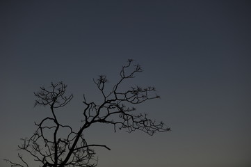 Arbol