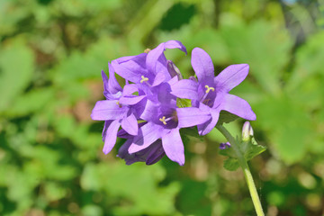 Blue wildflowers (Campanula cephalotes) 6