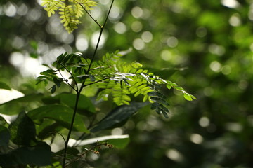 green leaves of a tree
