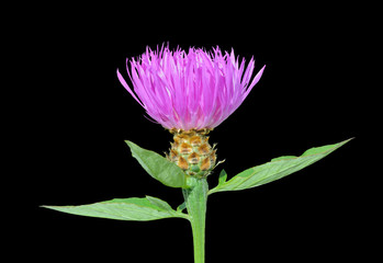 Medicinal herb (Rhaponticum carthamoides) 2