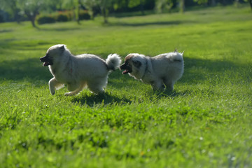 Fototapeta premium two keeshond wolfspitz puppy running