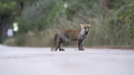 Scatti della volpe nel parco della maremma