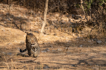 Indian leopard or panther or panthera pardus fusca with eye contact. Walking in early morning winter light at jhalana forest reserve or leopard reserve, jaipur, rajasthan, india