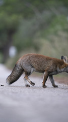 Scatti della volpe nel parco della maremma