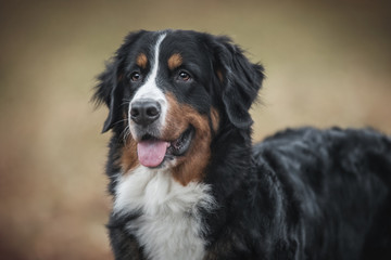 Portrait of a Bernese Mountain dog.