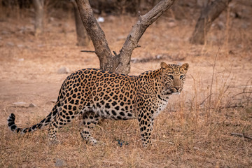 Indian leopard or panther or panthera pardus fusca with eye contact. Walking in early morning winter light at jhalana forest reserve or leopard reserve, jaipur, rajasthan, india