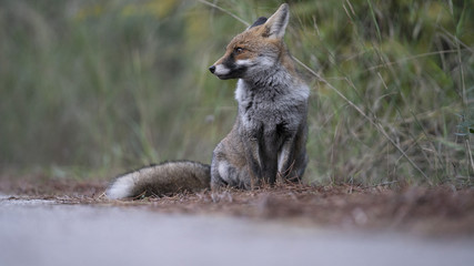 Fototapeta premium Scatti della volpe nel parco della maremma
