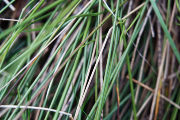 Texture: green, thick blades of grass. Chaotic lines set.