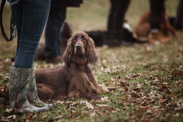 Irish setter lies next to its owner during the obedience training class.  - 303809745