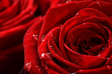 close-up on beautiful red rose with water drops