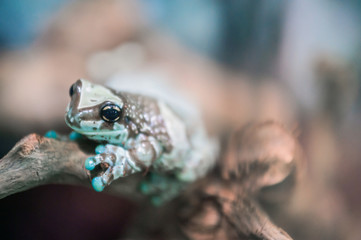 Fototapeta premium little tropical frog close up
