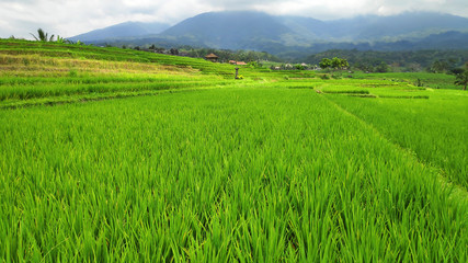 Jatiluwih rice terrace with sunny day