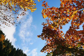 yellow tree in autumn
