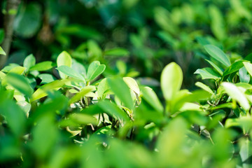 Fototapeta na wymiar green leaf in the forest.