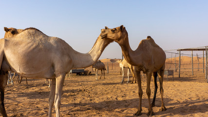 two touching camels in the dubai desert