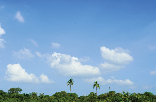 landscape picture of natural green tree field and blue sky with white clouds,  It includes palm trees, coconut tree and a bright blue sky.