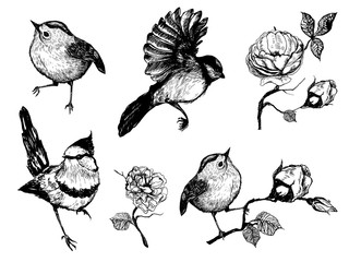 Set of hand drawn ink birds. Isolated black and white illustration