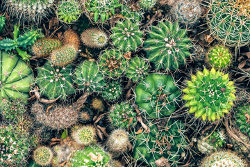 Various green cactus plants background