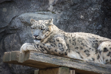 Fototapeta premium 雪豹