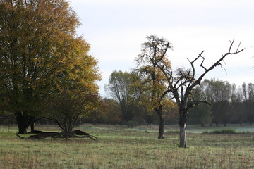Herbstlandschaft mit kahlen B&auml;umen