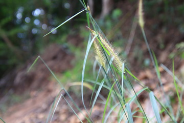 Close up Flowers that growing on the mountains.