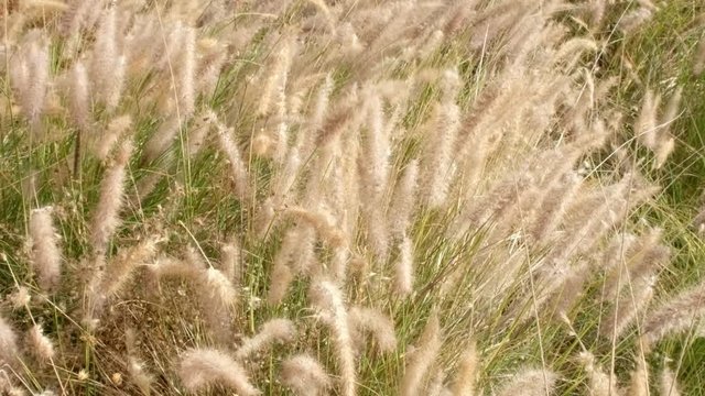 Der Wind wiegt die Gr&auml;ser einer Wildwiese, Nahaufnahme, und Zoom. Rabo de Gato werden diese Gr&auml;ser hier auf Teneriffa genannt.