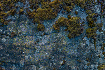 Moss on a gray stone. Texture and background