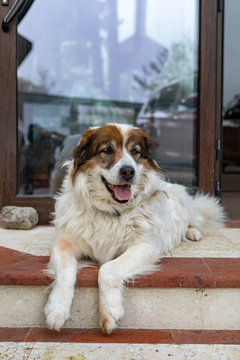 Karakachan dog in front of the house