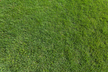 Green leaves wall texture for backdrop design