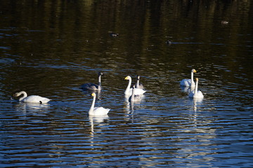 オオハクチョウ、千葉県、2019年秋