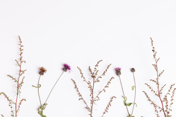 Set of three dry flowers, isolated.