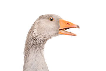 Portrait of a talking goose, closeup, side view, isolated on white background