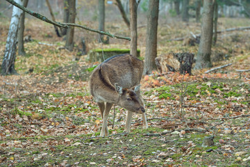 Eine einzelnes Weibchen Damwild im Wald im November